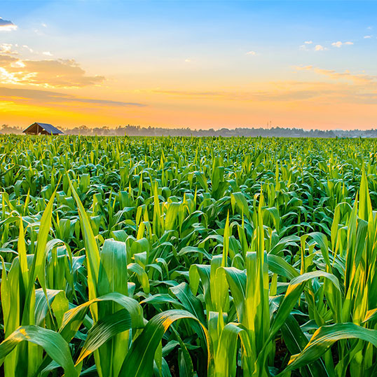 A Sustainable Future - Our Mission for Buying Better