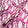 Fuchsia Pink Link Printed Ivory Silk Jacquard