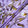 Floral Printed Lavender Pure Silk Floral Jacquard