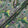 Green & Purple Paisley Printed Superfine Pure Wool